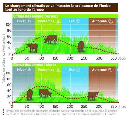 Image représentant les impacts de l'évolution du climat sur la pousse de l'herbe. Des vaches marrons et sans tâches blanches sont présentes